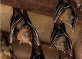 Outsmarting Unwelcome Guests: Practical Solutions for Bats in Your Attic