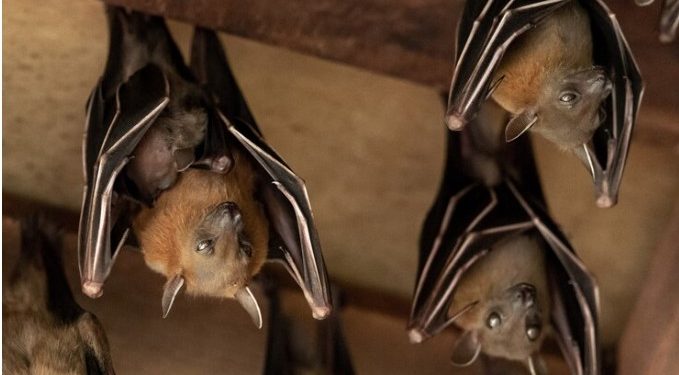 Outsmarting Unwelcome Guests: Practical Solutions for Bats in Your Attic