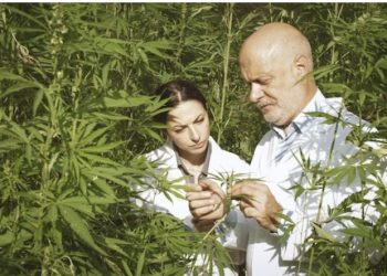 How to Grow Super Silver Haze Cannabis