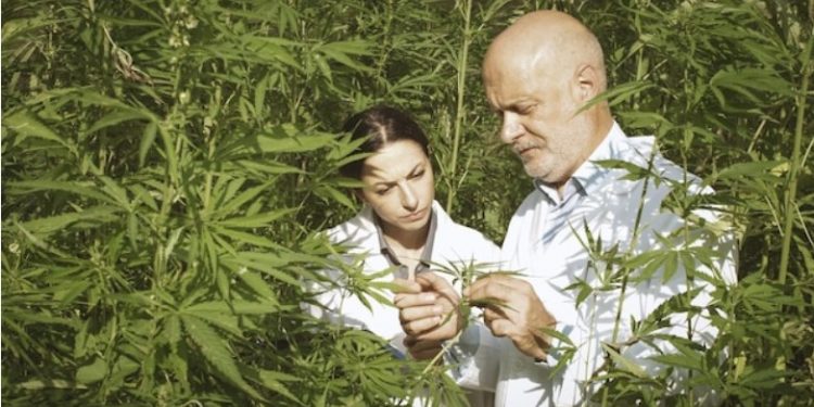 How to Grow Super Silver Haze Cannabis